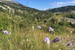   Le magnifique plateau de Peyssier en fleur